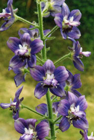 Delphinium staphisagria